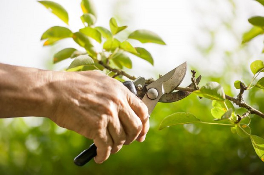 The Importance Of Pruning